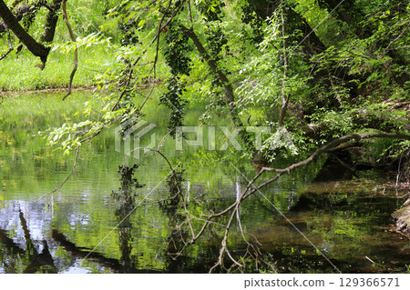 Spring Lake with Wild Ducks and Budding Trees 129366571