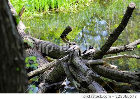 Spring Lake with Wild Ducks and Budding Trees Spring Lake with Wild Ducks and Budding Trees 129366572