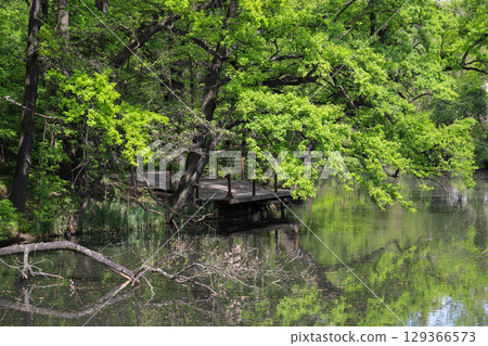 Spring Lake with Wild Ducks and Budding Trees Spring Lake with Wild Ducks and Budding Trees 129366573