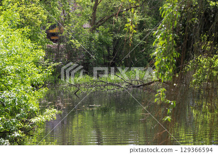 Spring Lake with Wild Ducks and Budding Trees Spring Lake with Wild Ducks and Budding Trees 129366594