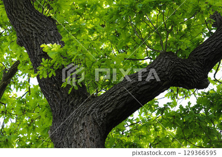 Majestic Tree Trunk with Spreading Branches and Dense Foliage Majestic Tree Trunk with Spreading Branches and Dense Foliage 129366595