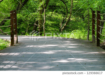Wooden Pathway Through Green Park Wooden Pathway Through Green Park 129366617