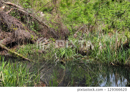 Spring Lake with Wild Ducks and Budding Trees 129366620