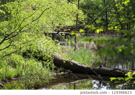 Spring Lake with Wild Ducks and Budding Trees Spring Lake with Wild Ducks and Budding Trees 129366623