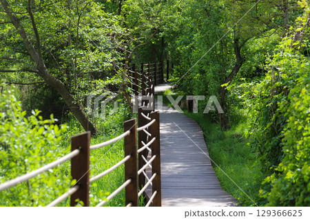 Wooden Pathway Through Green Park Wooden Pathway Through Green Park 129366625