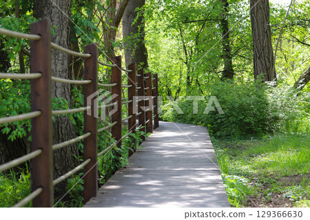 Wooden Pathway Through Green Park 129366630