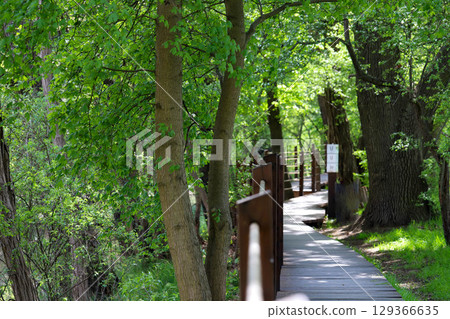 Wooden Pathway Through Green Park Wooden Pathway Through Green Park 129366635