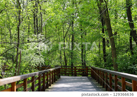 Wooden Pathway Through Green Park 129366636