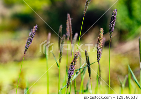 Colorful Spring Nature Scene with Flowers in Bloom Colorful Spring Nature Scene with Flowers in Bloom 129366638
