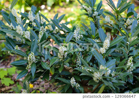 Blooming White Flowers in a City Park Blooming White Flowers in a City Park 129366647