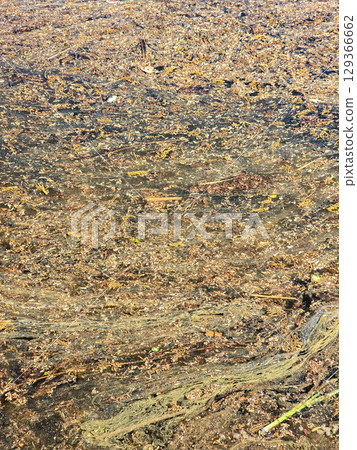 Calm Water Surface Texture in Natural Pond Calm Water Surface Texture in Natural Pond 129366662