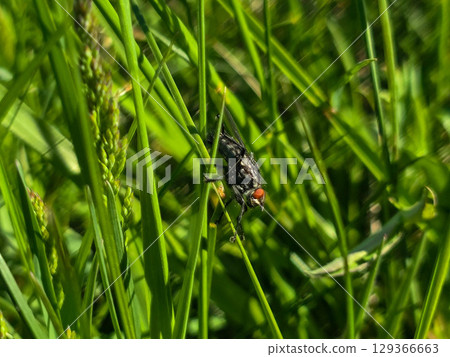 Fly Resting on Green Leaf in Summer Foliage Fly Resting on Green Leaf in Summer Foliage 129366663