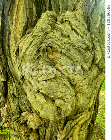 Tree Stump and Bark Texture in Natural Forest Environment Tree Stump and Bark Texture in Natural Forest Environment 129366665