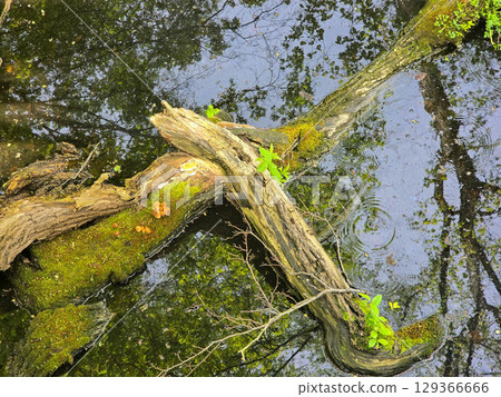 Tree Stump and Bark Texture in Natural Forest Environment 129366666