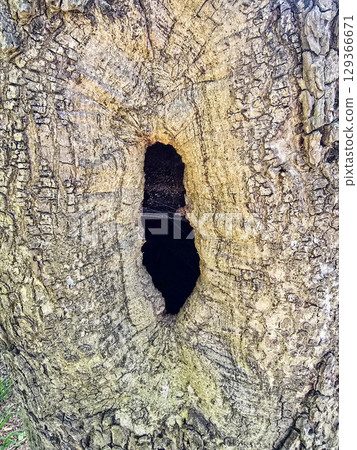 Tree Stump and Bark Texture in Natural Forest Environment Tree Stump and Bark Texture in Natural Forest Environment 129366671