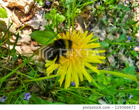 Beetle on Dandelion Flower in Spring Meadow Beetle on Dandelion Flower in Spring Meadow 129366672
