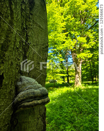 Mushroom Growing on Tree Trunk in Forest 129366673