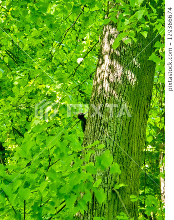 Woodpecker on Tree Trunk in Natural Forest Habitat 129366674