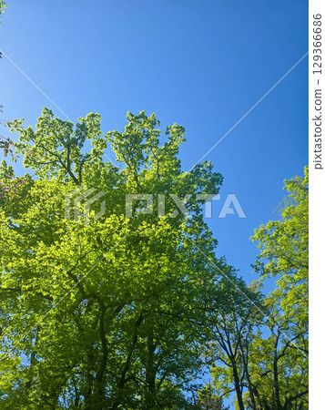 Scenic Park Landscapes on a Sunny Day 129366686