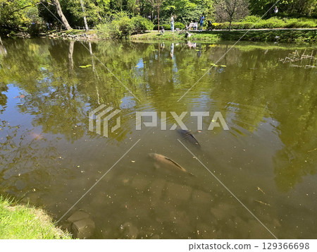 Fish in Clear Pond Water Under Sunlight 129366698