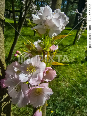 Spring Tree Blossoms in Full Bloom 129366722