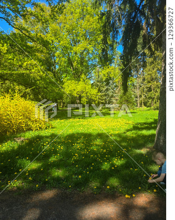 Spring Tree Blossoms in Full Bloom 129366727
