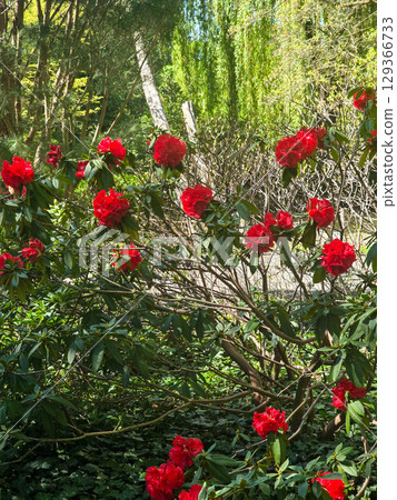 Blooming Spring Garden with Vibrant Flowers 129366733