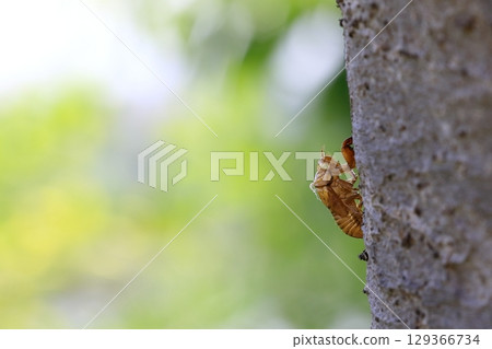 蟬殼 蟬殼 129366734