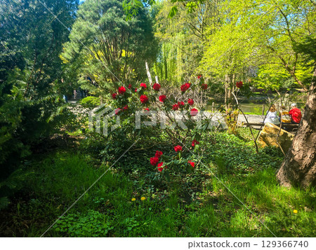 Blooming Spring Garden with Vibrant Flowers Blooming Spring Garden with Vibrant Flowers 129366740