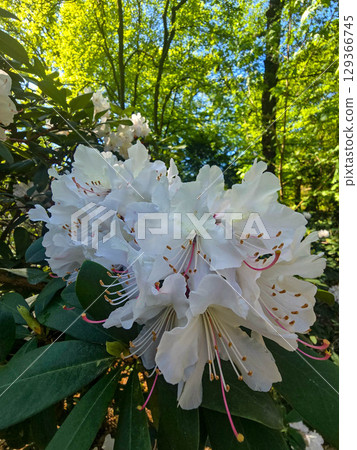 Blooming Spring Garden with Vibrant Flowers Blooming Spring Garden with Vibrant Flowers 129366745
