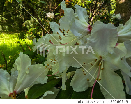 Blooming Spring Garden with Vibrant Flowers Blooming Spring Garden with Vibrant Flowers 129366749