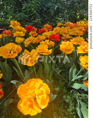 Bright Spring Tulips in a Blooming Flower Bed Bright Spring Tulips in a Blooming Flower Bed 129366752