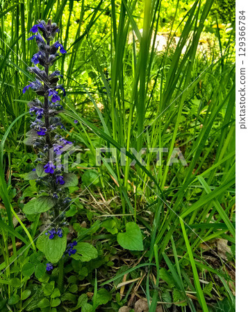 Wild Forest Vegetation with Ivy and Flowers Wild Forest Vegetation with Ivy and Flowers 129366784