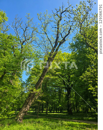 Mystical Forest Trees in Atmospheric Light Mystical Forest Trees in Atmospheric Light 129366791