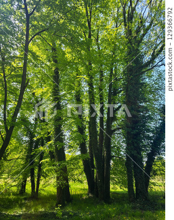 Mystical Forest Trees in Atmospheric Light Mystical Forest Trees in Atmospheric Light 129366792
