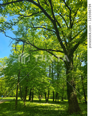 Mystical Forest Trees in Atmospheric Light Mystical Forest Trees in Atmospheric Light 129366794