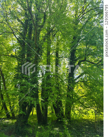 Mystical Forest Trees in Atmospheric Light 129366795