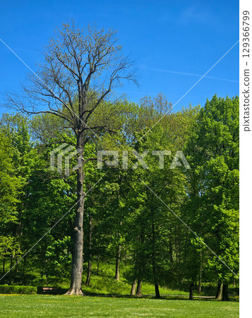 Mystical Forest Trees in Atmospheric Light Mystical Forest Trees in Atmospheric Light 129366799