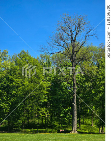 Mystical Forest Trees in Atmospheric Light 129366800