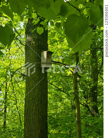 Wooden Birdhouse in Natural Surroundings 129366801