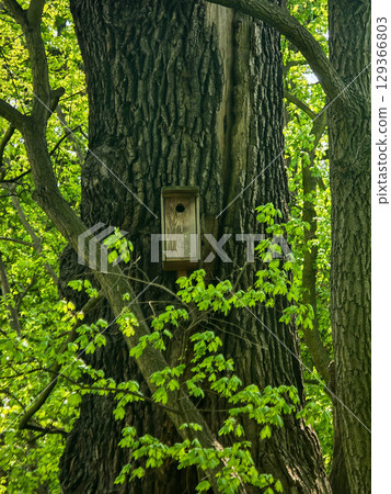 Wooden Birdhouse in Natural Surroundings Wooden Birdhouse in Natural Surroundings 129366803