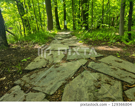 Winding Park Paths in Scenic Green Landscape Winding Park Paths in Scenic Green Landscape 129366804