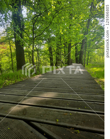 Winding Park Paths in Scenic Green Landscape Winding Park Paths in Scenic Green Landscape 129366805