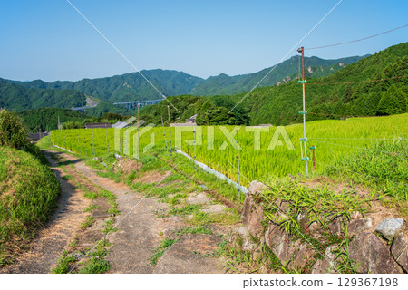 "Rural Landscape" Sakamoto Rice Terraces in Summer (Kameyama City, Mie Prefecture) 129367198