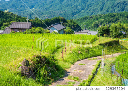 "Rural Landscape" Sakamoto Rice Terraces in Summer (Kameyama City, Mie Prefecture) 129367204
