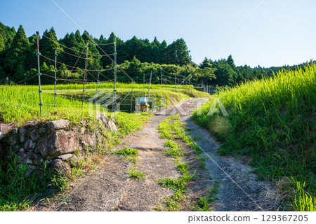 《夏日田園風景》坂本梯田(三重縣龜山市) 《夏日田園風景》坂本梯田(三重縣龜山市) 129367205