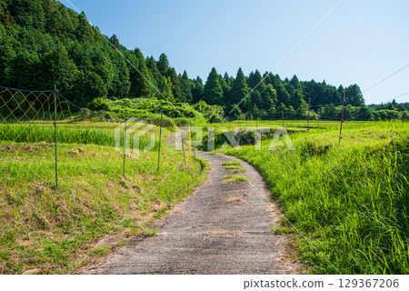 《夏日田園風景》坂本梯田(三重縣龜山市) 《夏日田園風景》坂本梯田(三重縣龜山市) 129367206