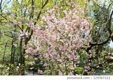華麗的萱草花 129367222