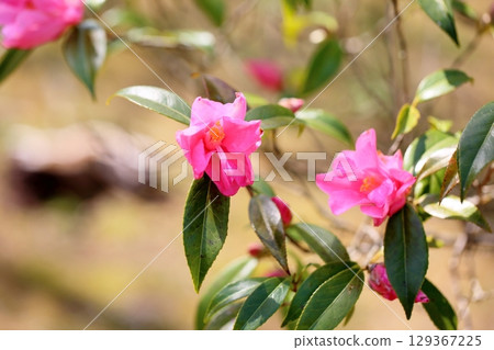 山茶花我們的貝蒂 山茶花我們的貝蒂 129367225
