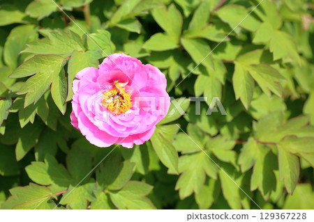 盛開的牡丹花桃花春天 盛開的牡丹花桃花春天 129367228